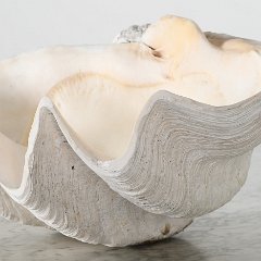 SOLD South Pacific Clam Shell